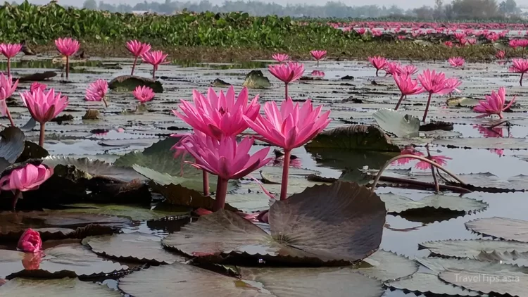 red lotus lake udon thani