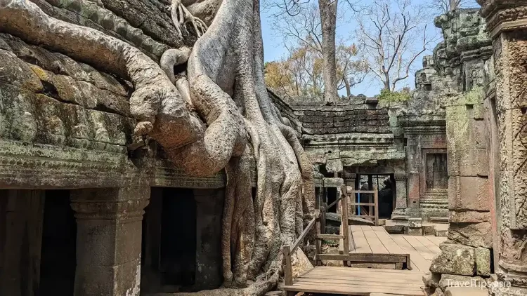 ta prohm temple siem reap cambodia